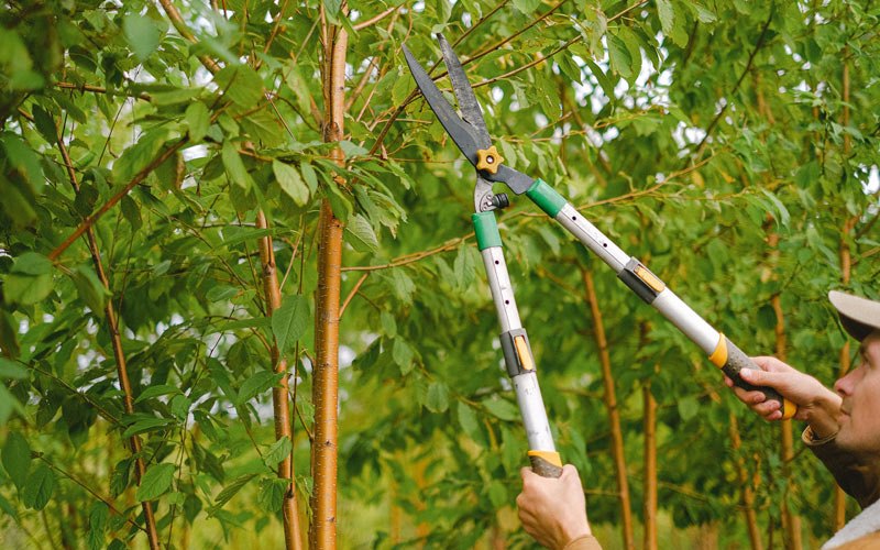 Tree trimming in Corning, IA